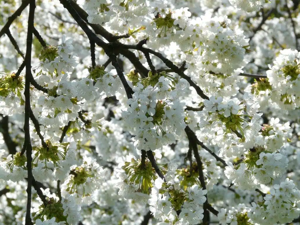 cherry-blossom-cerezo en flor valle del Jerte spain Extremadura naturaleza